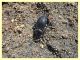 Tentyria grossa - Solfatara di Pomezia - 28.4.2022 - (5).JPG