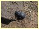 Tentyria grossa - Solfatara di Pomezia - 28.4.2022 - (6).JPG