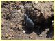 Tentyria grossa - Solfatara di Pomezia - 28.4.2022 - (7).JPG