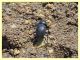 Tentyria grossa - Solfatara di Pomezia - 28.4.2022 - (8).JPG