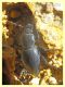 Tentyria grossa - Solfatara di Pomezia - 28.4.2022 - (1).JPG