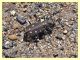 Calomera littoralis nemoralis - Solfatara di Pomezia - 28.4.2022 - (3).JPG