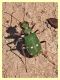 Cicindela campestris - Solfatara di Pomezia - 28.4.2022 - (2).JPG