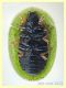 Cassida 5 mm. - Anzio 26.4.2022 - (2).JPG