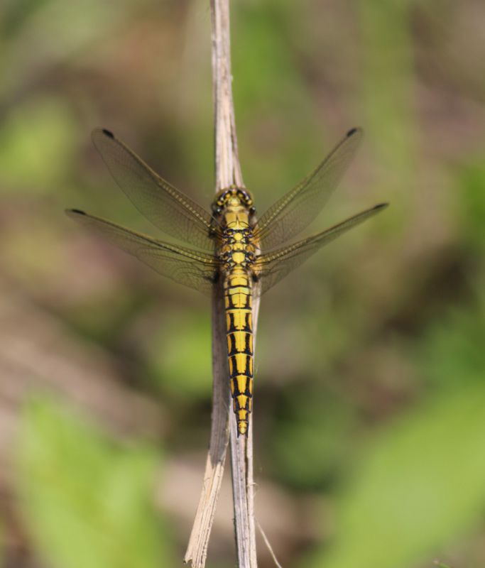 libellula.JPG