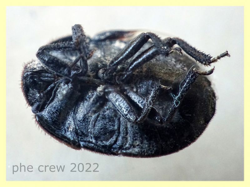 Odontoscelis fuliginosa - 7 mm. - Solfatara di Pomezia - 28.4.2022 - (2).JPG