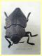 Capnodis tenebricosa 15 mm. - Solfatara di Pomezia - 28.4.2022 - (3).JPG