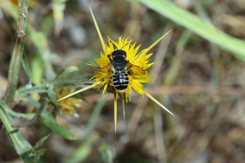 megachile ericetorum Rivituro, Guarcino 2021.jpg