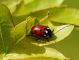 cryptocephalus informis 2e.jpg