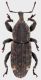 Neoplinthus-cf-tigratus-Pergine.jpg