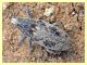 Lixinae Cleonini - Solfatara di Pomezia - 3.5.2022 - (1).JPG