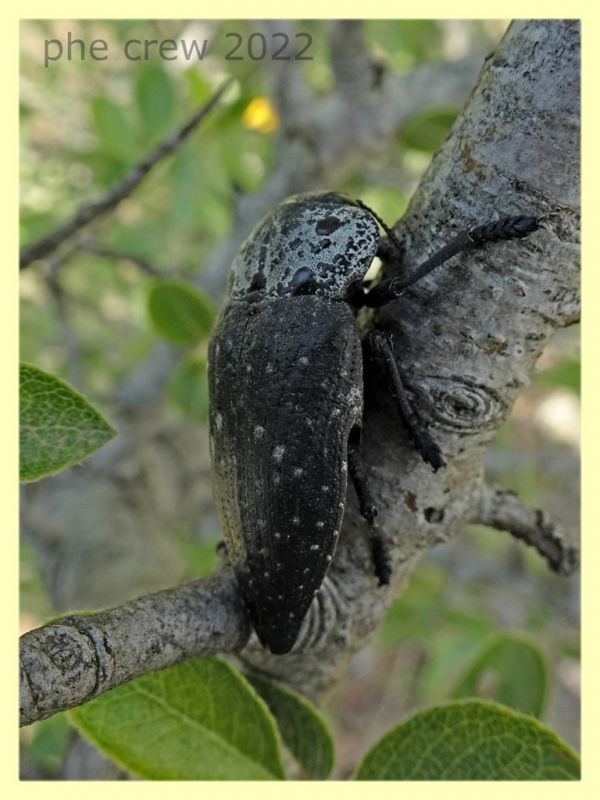 Capnodis cariosa e pianta ospite - Solfatara di Pomezia - 3.5.2022 - (1).JPG