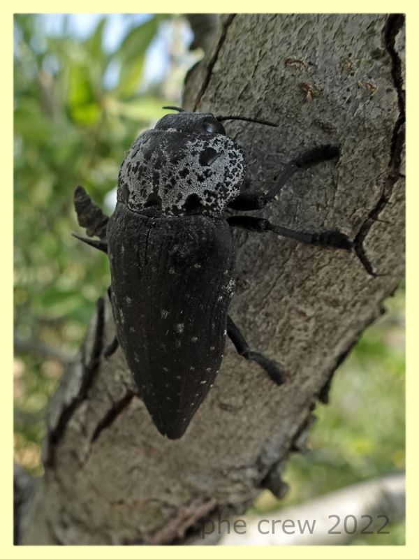 Capnodis cariosa e pianta ospite - Solfatara di Pomezia - 3.5.2022 - (5).JPG