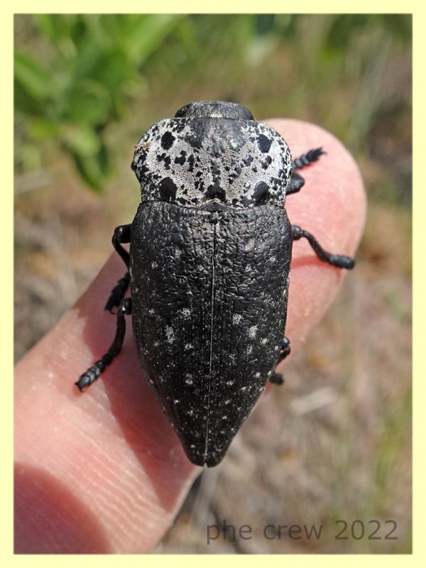 Capnodis cariosa e pianta ospite - Solfatara di Pomezia - 3.5.2022 - (4).JPG