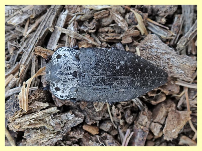 Capnodis cariosa e pianta ospite - Solfatara di Pomezia - 3.5.2022 - (2).JPG