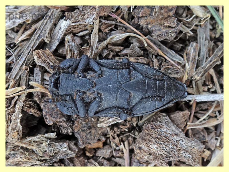 Capnodis cariosa e pianta ospite - Solfatara di Pomezia - 3.5.2022 - (3).JPG