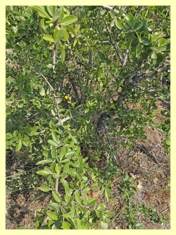 Capnodis cariosa e pianta ospite - Solfatara di Pomezia - 3.5.2022 - (6).JPG