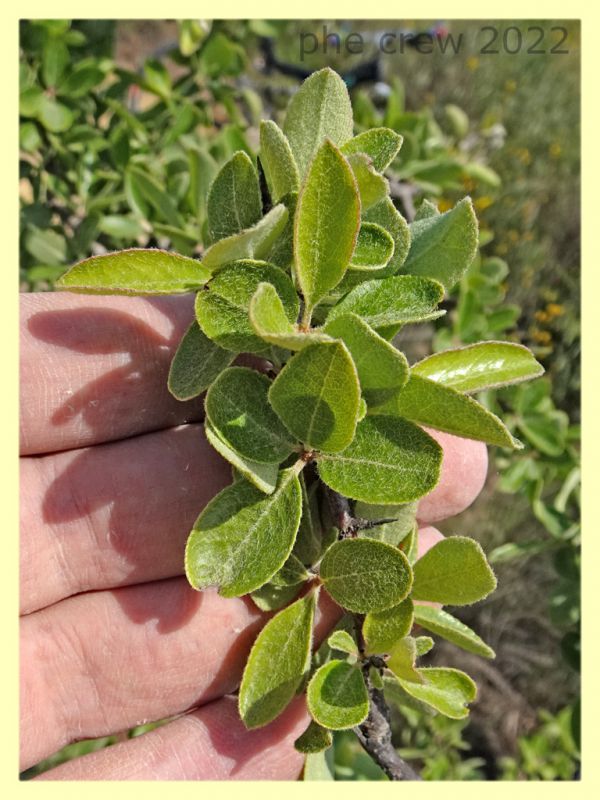 Capnodis cariosa e pianta ospite - Solfatara di Pomezia - 3.5.2022 - (8).JPG