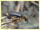Cantharidae - Solfatara di Pomezia - 3.5.2022 - (2).JPG
