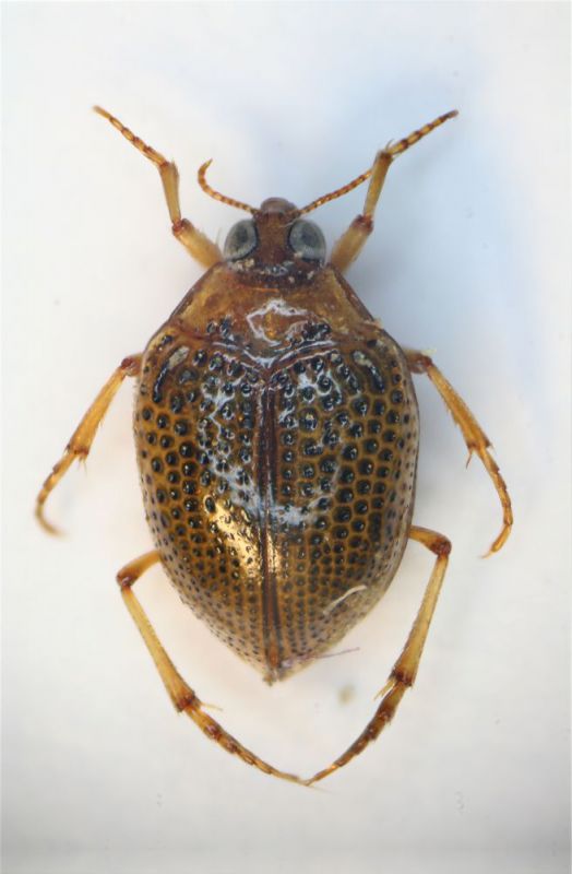 (Dytiscidae) Peltodytes caesus.jpg