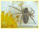 Oxyopes heterophthalmus - Solfatara di Pomezia - 3.5.2022 - (1).JPG