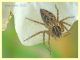 Oxyopes heterophthalmus - Solfatara di Pomezia - 3.5.2022 - (2).JPG
