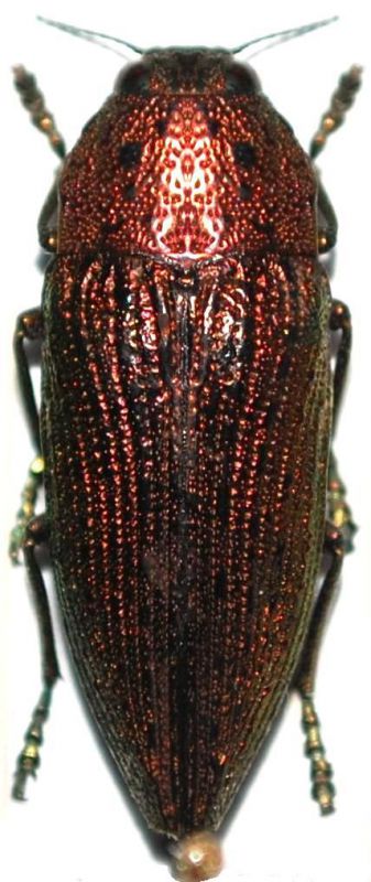 Buprestidae - Mozambico.JPG