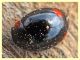 Hyperaspis sp. - Solfatara di Pomezia - 3.5.2022 - (1).JPG