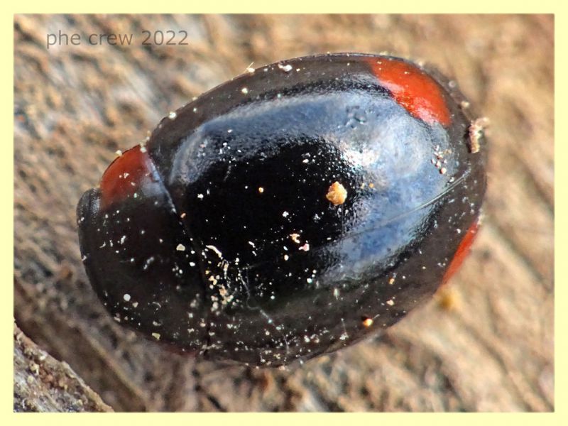 Hyperaspis sp. - Solfatara di Pomezia - 3.5.2022 - (1).JPG