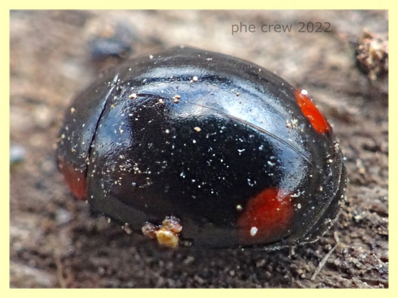 Hyperaspis sp. - Solfatara di Pomezia - 3.5.2022 - (3).JPG