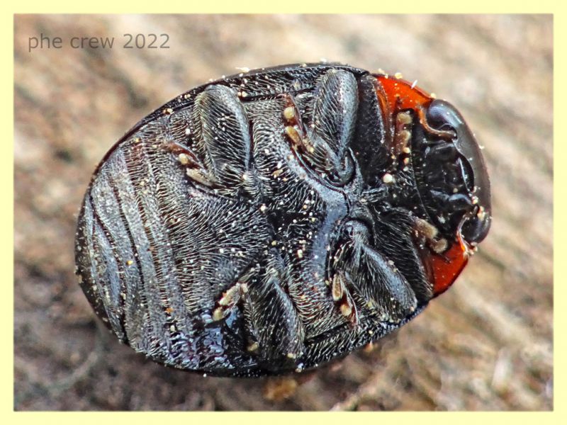 Hyperaspis sp. - Solfatara di Pomezia - 3.5.2022 - (2).JPG