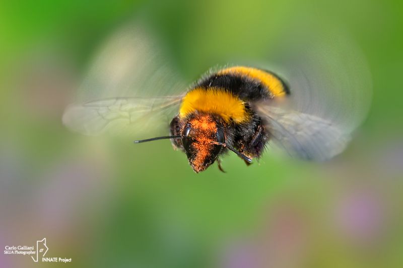 bombus terrestris49a.jpg