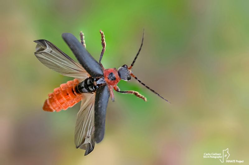 cantharis rustica32.jpg