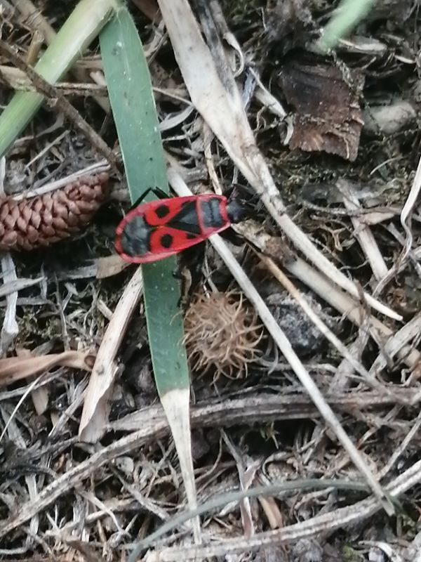 pyrrhocoris apterus leggera.jpg