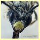Eucera sp. 15 mm. - Solfatara di Pomezia - 28.4.2022 - (2).JPG
