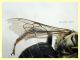 Eucera sp. 15 mm. - Solfatara di Pomezia - 28.4.2022 - (3).JPG