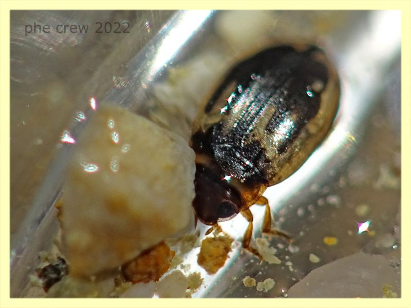 Hydroglyphus geminus - Solfatara di Pomezia - 28.4.2022 - (6).JPG