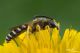 halictus sp scabiosa26.jpg