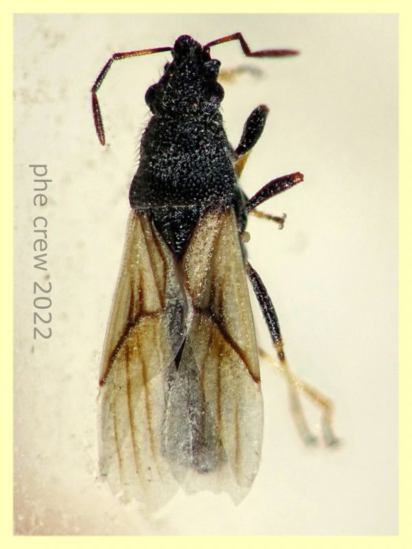 Metopoplax ditomoides 3,5 mm. - Solfatara di Pomezia - 3.5.2022 - (1).JPG