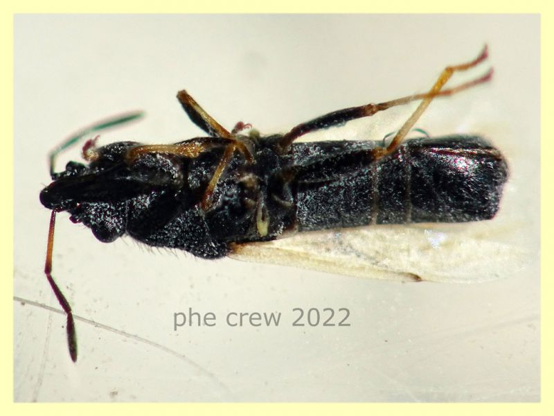 Metopoplax ditomoides 3,5 mm. - Solfatara di Pomezia - 3.5.2022 - (3).JPG