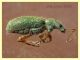 Phyllobius longipilis 5 mm. - Solfatara di Pomezia - 3.5.2022 - (6).JPG
