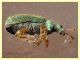 Phyllobius longipilis 5 mm. - Solfatara di Pomezia - 3.5.2022 - (3).JPG