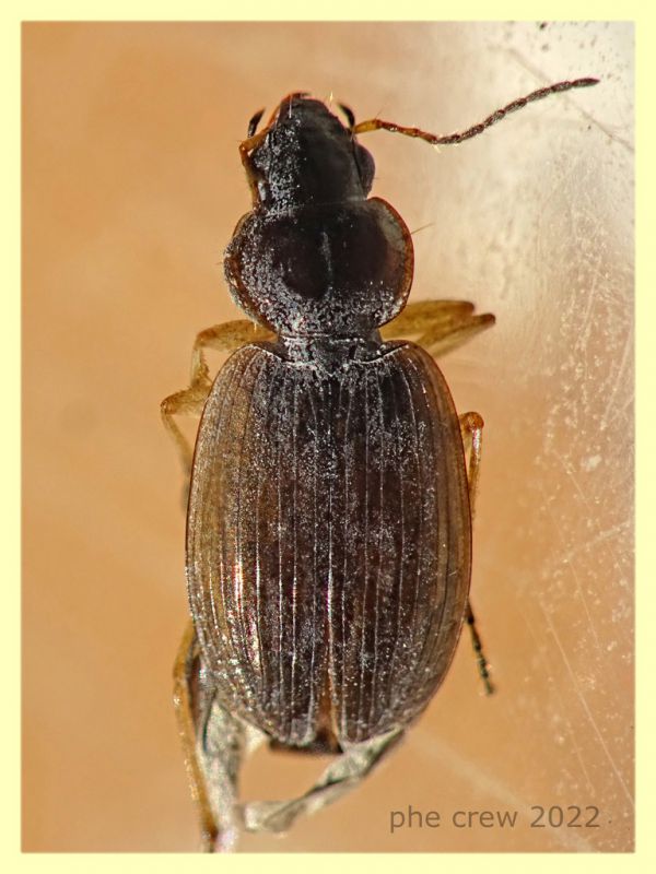 Olisthopus sp. - 5 mm. - Solfatara di Pomezia - 3.5.2022 - (1).JPG