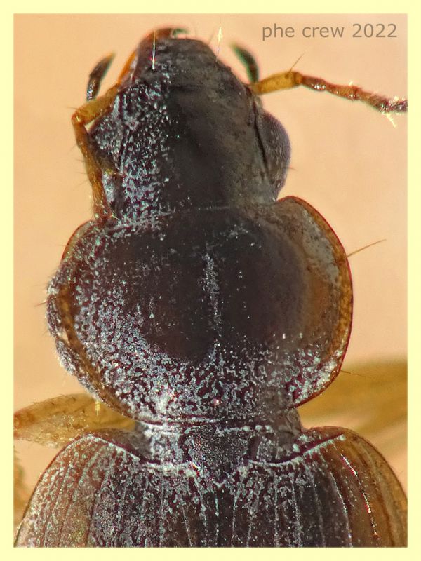 Olisthopus sp. - 5 mm. - Solfatara di Pomezia - 3.5.2022 - (3).JPG