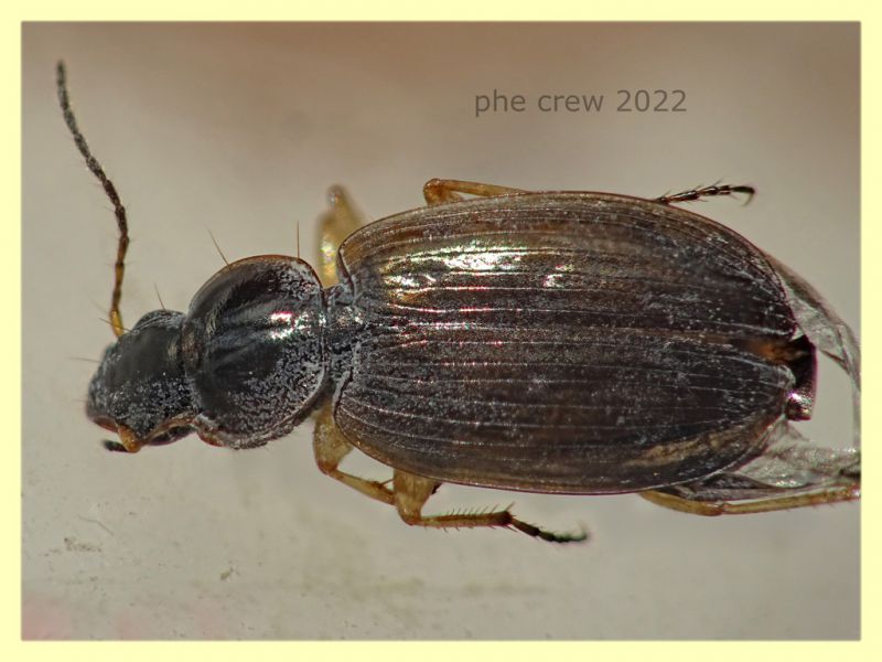 Olisthopus sp. - 5 mm. - Solfatara di Pomezia - 3.5.2022 - (5).JPG