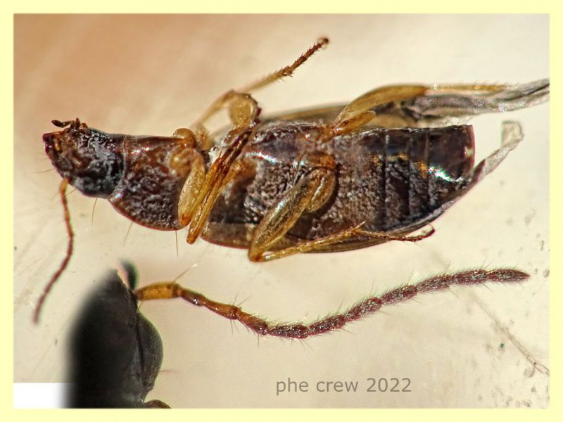 Olisthopus sp. - 5 mm. - Solfatara di Pomezia - 3.5.2022 - (4).JPG