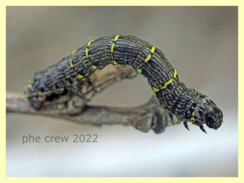 larva Geometridae e pianta ospite - Solfatara di Pomezia - 3.5.2022 - (3).JPG