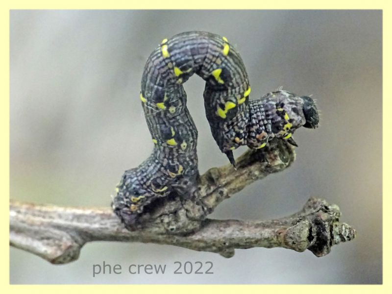 larva Geometridae e pianta ospite - Solfatara di Pomezia - 3.5.2022 - (2).JPG