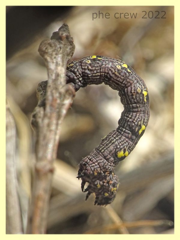 larva Geometridae e pianta ospite - Solfatara di Pomezia - 3.5.2022 - (6).JPG