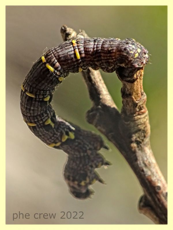 larva Geometridae e pianta ospite - Solfatara di Pomezia - 3.5.2022 - (7).JPG